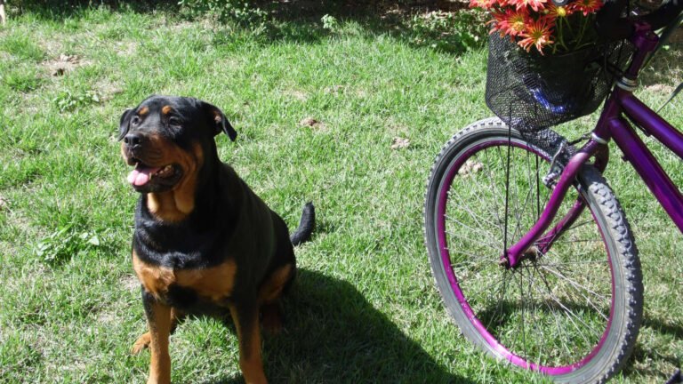 Hund und Fahrradfahrer