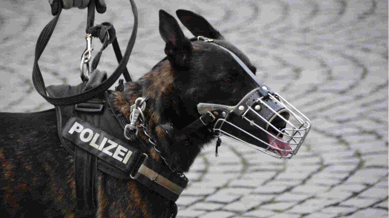 Hundebiss von Polizeihund